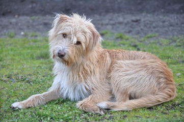 Hund liegt im Gras und schaut mit schräger Kopfhaltung in die Kamera