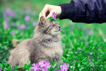 Cute cat lying on the periwinkle lawn with flower on the head.