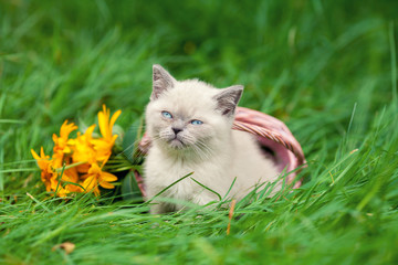 Naklejka na ściany i meble Happy little kitten sitting near basket with flowers on the grass.