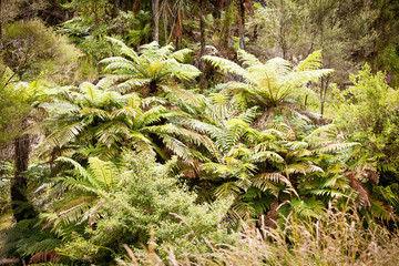 New Zealand Native Ponga Tree Bush