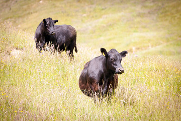 Dairy Cows in Long Grass New Zealand