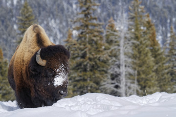Bison en hiver, Parc National de Yellowstone 