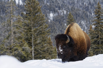 Bison en hiver, Parc National de Yellowstone 
