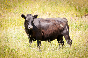 Dairy Cow in Long Grass New Zealand