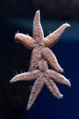 Two beautiful sea stars, closeup.