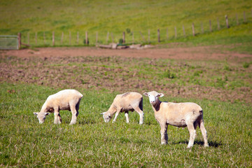 Obraz na płótnie Canvas Sheep in a green field