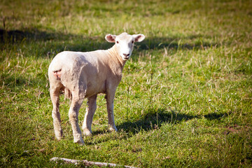 Sheep in a green field