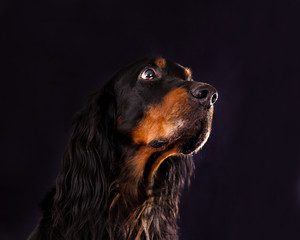Portrait of a dog breed Gordon Setter on black background in pro
