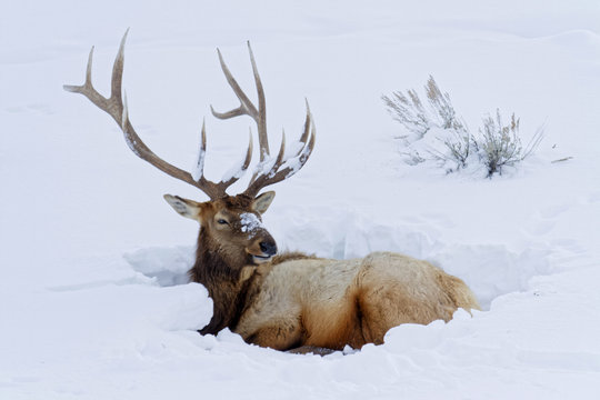 Cerf couch&eacute; dans la neige, Parc de Yellowstone