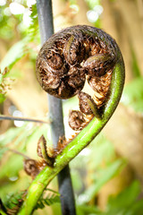 New Zealand Ponga Fern