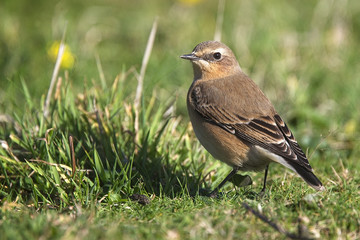 Northern Wheatear, (Oenanthe oenanthe), a first winter or female individual, Godrevy Point, Cornwall, England, UK.