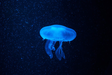 Beautiful jellyfish with a small water bubbles.