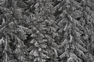 Dense foggy forest in the mountains as the natural background; A wall of trees; Carpathians national woods park in winter on a cloudy day