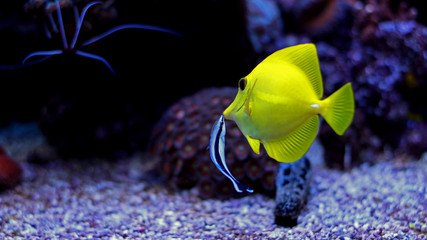 Zebrasoma Yellow Tang cleaned by Doctor wrasse