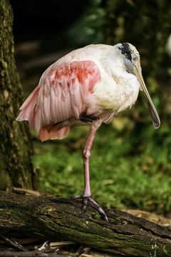 Pink Spoonbill Roseate