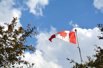 Flag of Canada flying against a summer blue sky. Canadian flag waving on the wind. Unfiltered, with natural lighting.