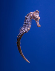 Seahorse. © Iuliia