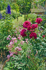 Flowerbed with beautiful roses and other flowers in the garden