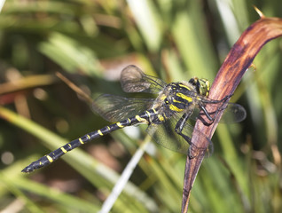 Golden-ringed Dragonfly (Cordulegaster boltonii), male, west Cornwall, England, UK.