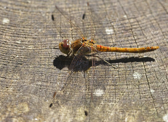 Common Darter dragonfly (Sympetrum striolatum), immature male resting on a wooden surface, Marazion Marsh RSPB Reserve, Cornwall, England, UK.
