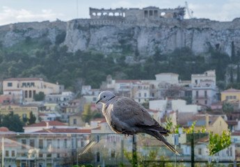 Fototapeta na wymiar Bird in the shadow of the Athens Acropolis in Greece
