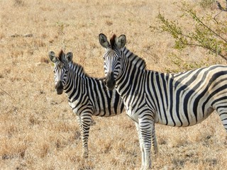 Fototapeta na wymiar Adolescent and adult zebra in the wild