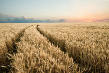 Scenic road through wheat field - 135751387