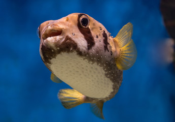 Funny puffer (porcupine) fish. © Iuliia