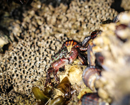 Krabbe (Brachyura) zwischen Miesmuscheln, USA, Kalifornien, Strandkrabbe, Natur