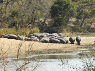 Naklejka na ściany i meble Herd of hippos
