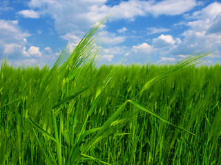 green wheat field