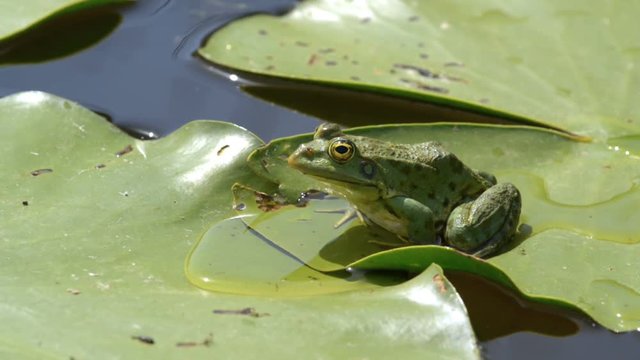 Marsh frog sitting on a lily leaf in the lake