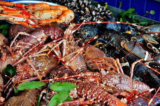 Seafood from Spain maintained in an aquarium