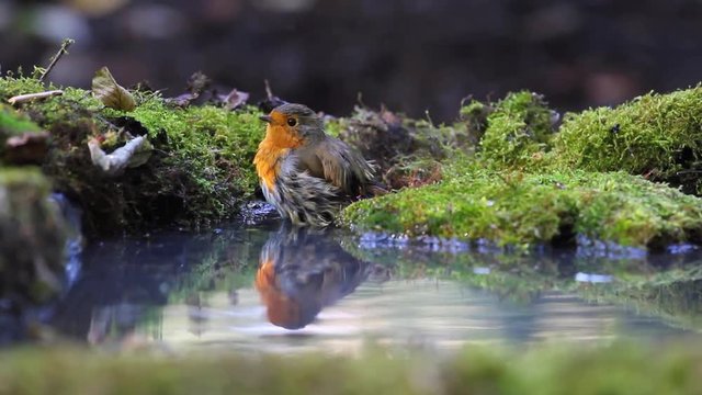 robin bathed in a pool of forest