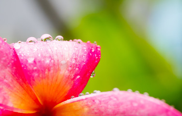 beautiful pink Franglais flower with raindrops