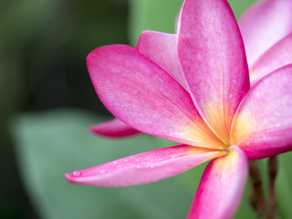 beautiful pink Franglais flower with Good weather day