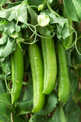 Fresh growing organic green peas