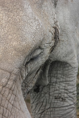 Close-up Elephant