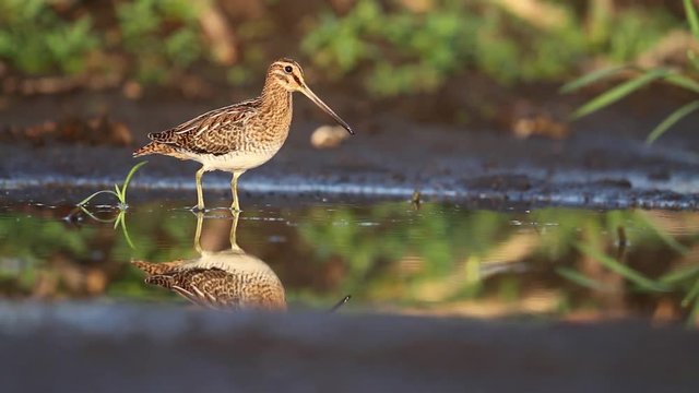 snipe - a great hunting trophy goes through the swamp