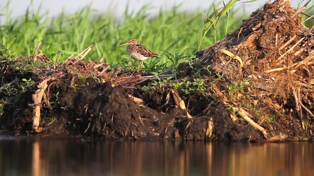snipe standing on the mound and hides the wind