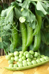 Fresh organic green peas
