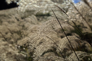 The Sengokuhara Pampas Grass Field / The Sengokuhara Pampas Grass Field is one of most famous spots in Hakone.