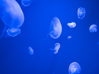 Naklejka na ściany i meble jellyfish on a blue background