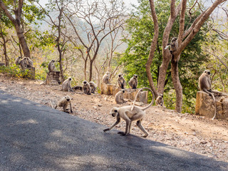 Monkeys in India