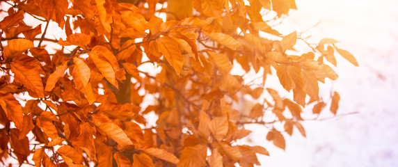Orange autumn leaves. The end of winter. - 135757548