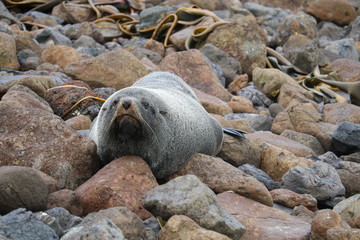lazy Fur Seal