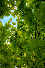 Fototapeta na wymiar Arboretum leaves