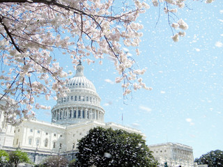 Washington Capitol rain of cherry blossoms April 2010