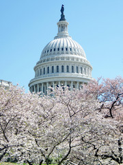Washington cherry blossom and dome of Capitol April 2010