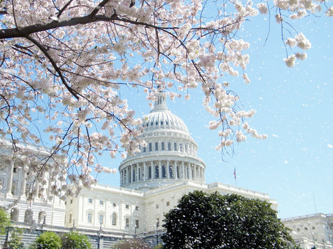 Washington Capitol rain of cherry blossom April 2010